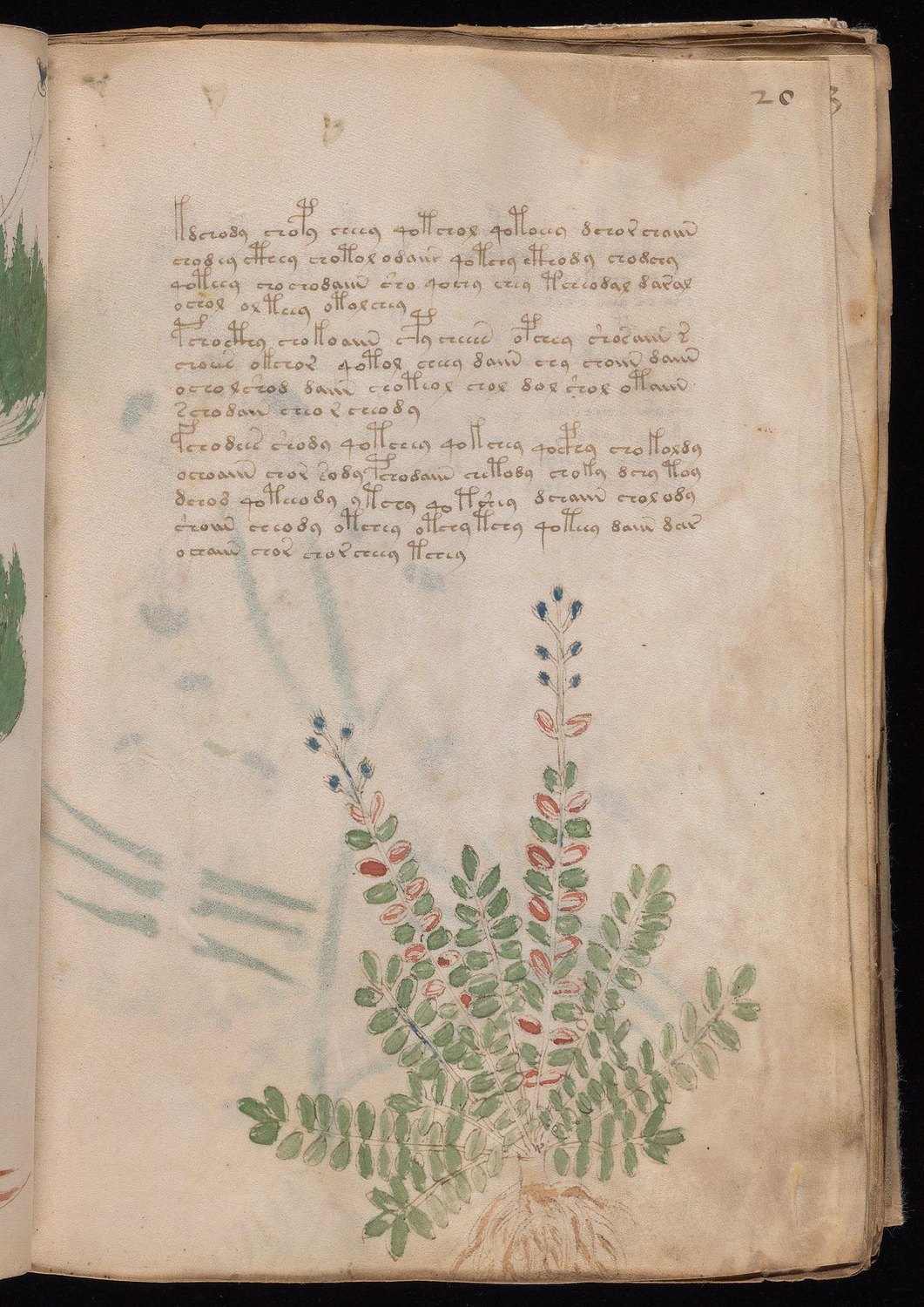 Herbal Page 37